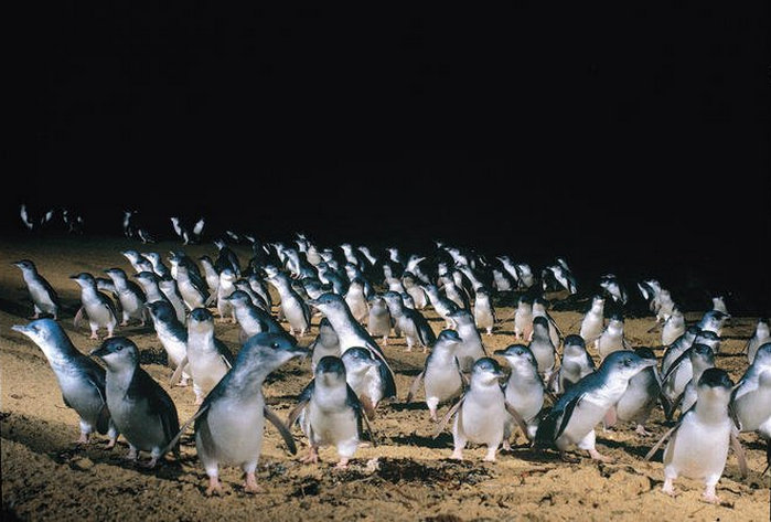 Парад пингвинов на Phillip Island