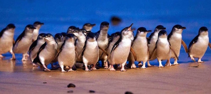 Австралийский Парад пингвинов на Phillip Island