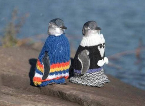 Австралийский Парад пингвинов на Phillip Island