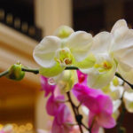 Фестиваль орхидей в Ментоне. Мир красоты, экзотики и цветов