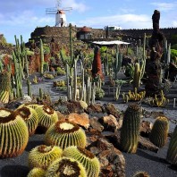Сад кактусов Сесара Манрике на Лансароте