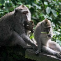 Священный лес обезьян Бали. Обезьянье царство в Убуде
